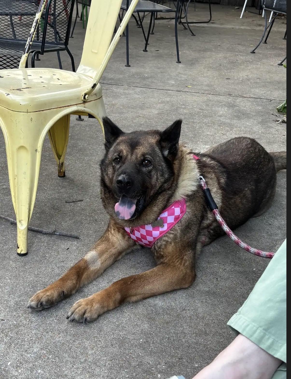Enlarge Ladybug, a ADOPTABLE Akita in Chicago, IL image 4/4