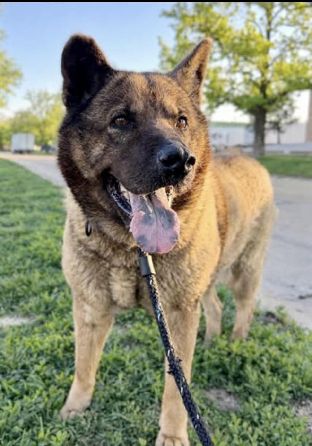 Ladybug, ADOPTABLE, Adult Female Akita.