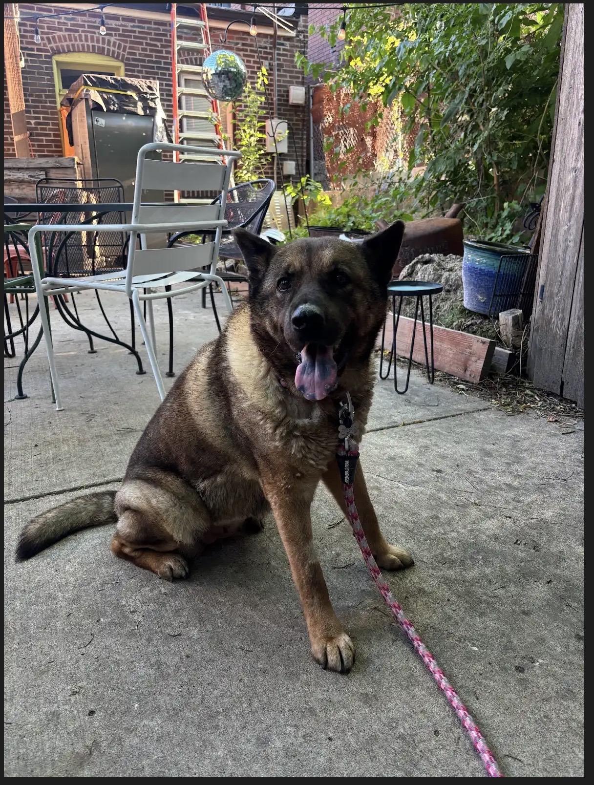 Enlarge Ladybug, a ADOPTABLE Akita in Chicago, IL image 2/4