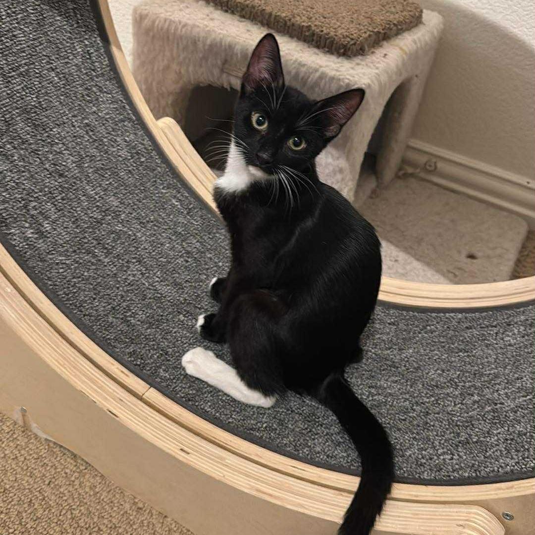 Stella (tuxedo), Adoptable, Young Female Domestic Short Hair.