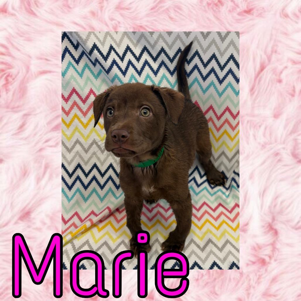 Enlarge Marie, a Adoptable mixed breed in Royse City, TX image 1/2