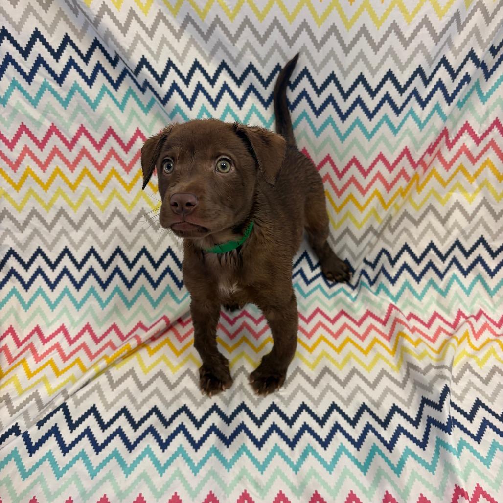 Enlarge Marie, a Adoptable mixed breed in Royse City, TX image 2/2