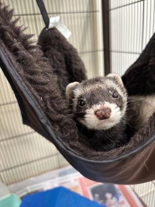 Rose, Adoptable, Adult Female Ferret & Ferret.