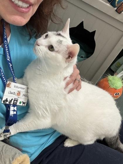 Possum, Adoptable, Adult Male Domestic Short Hair & Domestic Short Hair.