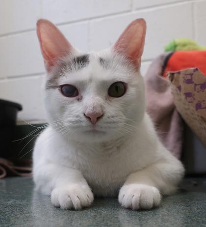 Enlarge Possum, a Adoptable mixed breed in Fairfax, VA image 1/3