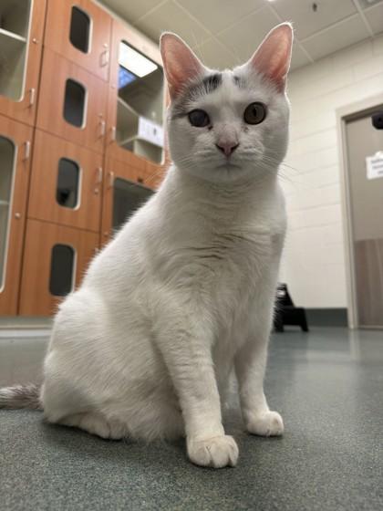 Enlarge Possum, a Adoptable mixed breed in Fairfax, VA image 2/3