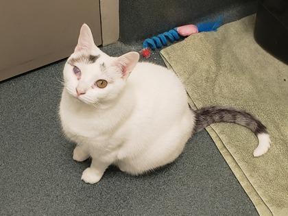 Enlarge Possum, a Adoptable mixed breed in Fairfax, VA image 2/3
