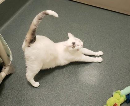 Enlarge Possum, a Adoptable mixed breed in Fairfax, VA image 3/3