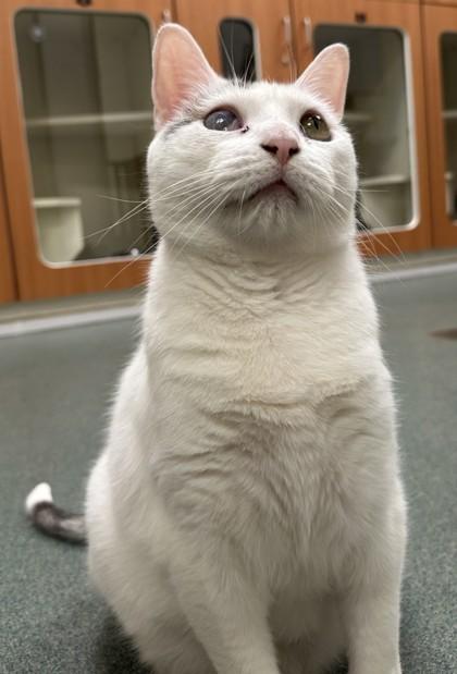 Enlarge Possum, a Adoptable mixed breed in Fairfax, VA image 3/3