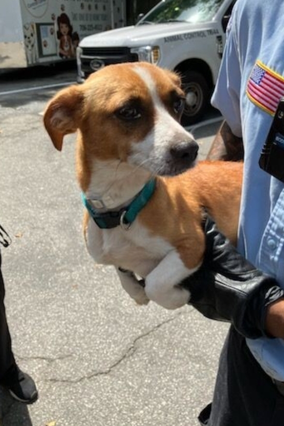 Enlarge Blade tag 99, a Adopted Chihuahua in Columbus, GA image 1/2