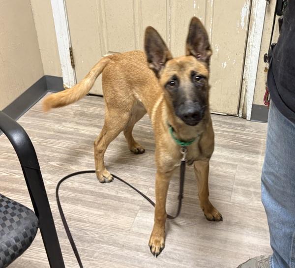 Everest, Adoptable, Young Male Belgian Shepherd / Sheepdog.