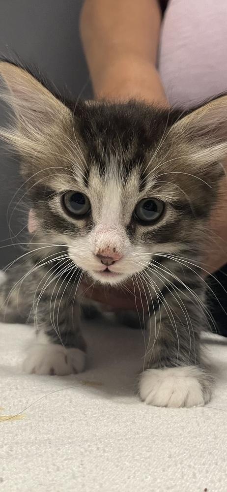 Coco, Adoptable, Kitten Male Domestic Short Hair.