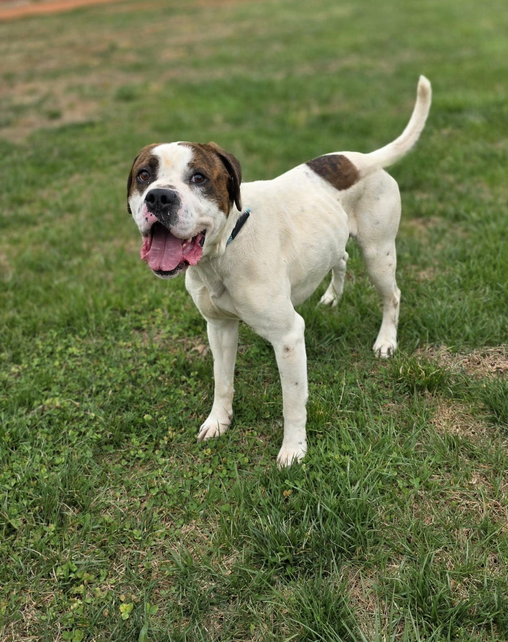 Enlarge George , a ADOPTABLE mixed breed in Amherst, VA image 4/6