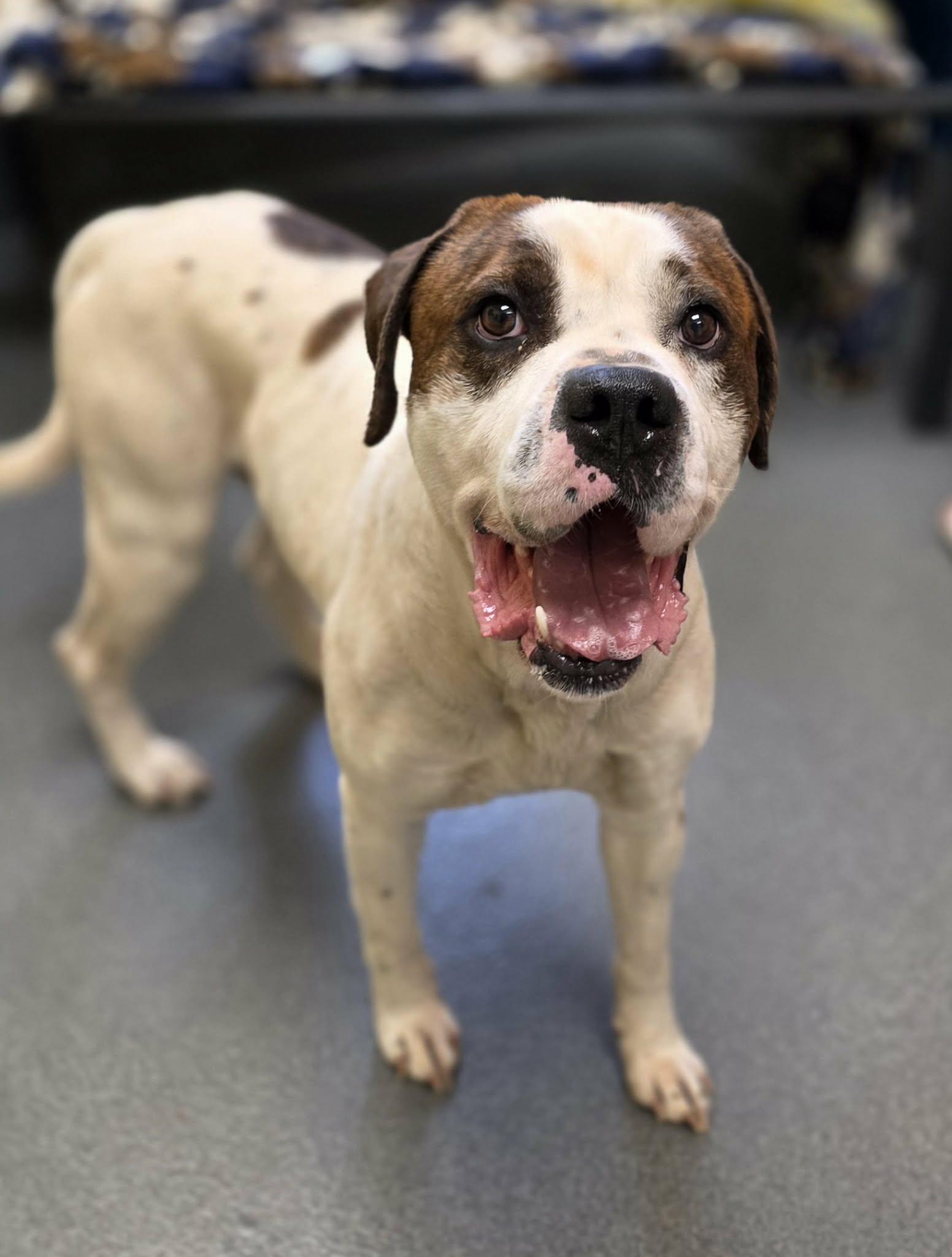 George , ADOPTABLE, Adult Male Saint Bernard & Boxer.