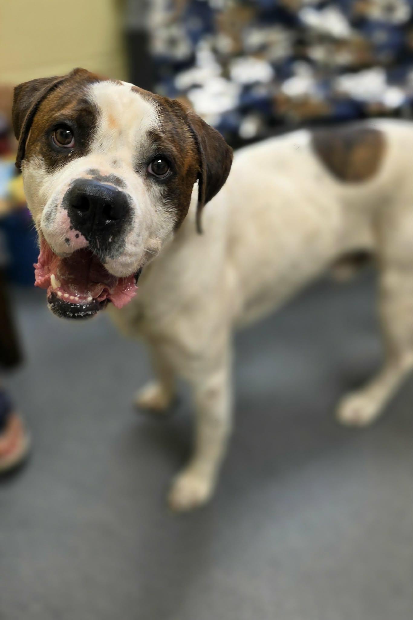 Enlarge George , a ADOPTABLE mixed breed in Amherst, VA image 6/6