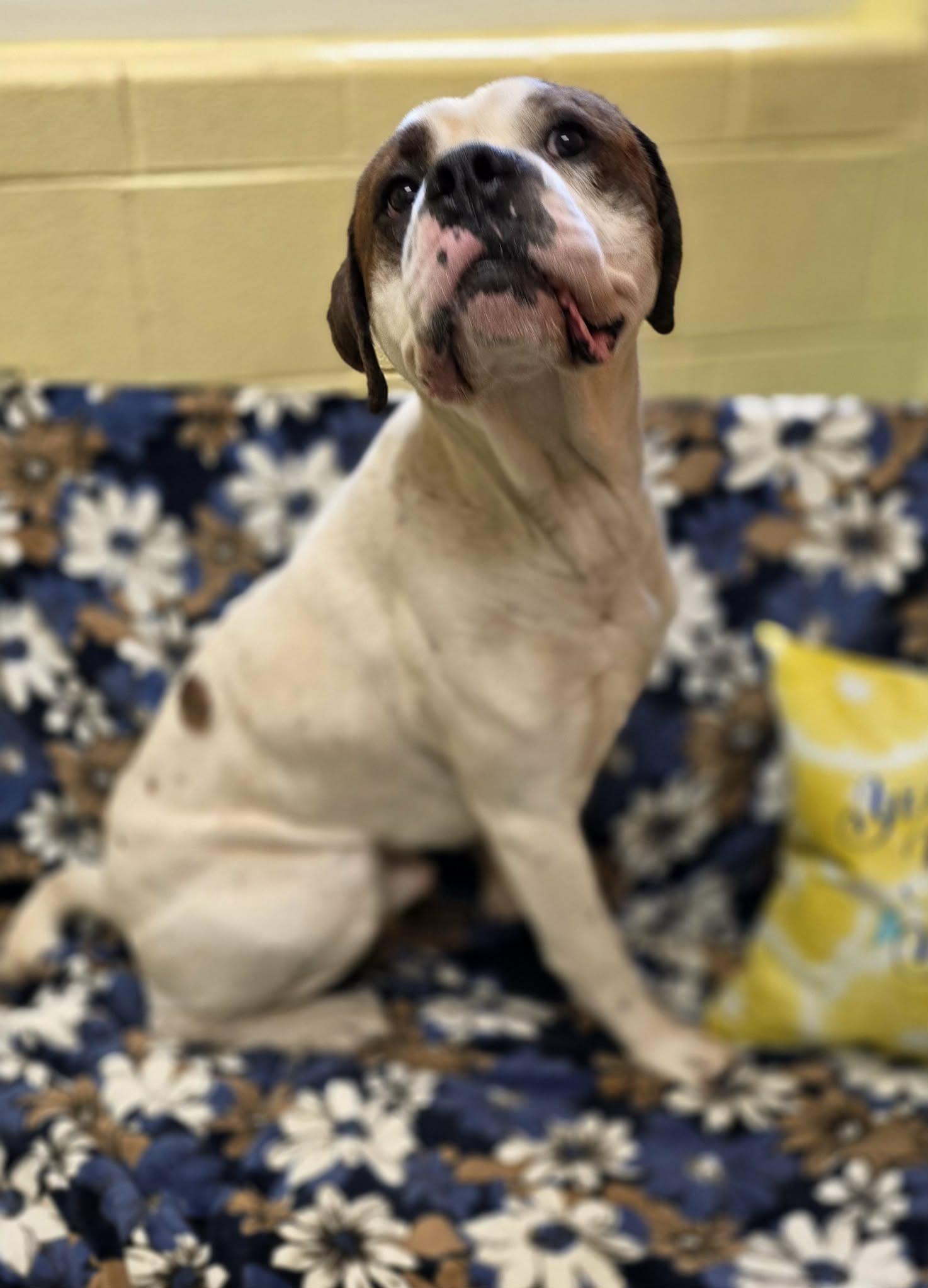 Enlarge George , a ADOPTABLE mixed breed in Amherst, VA image 2/6