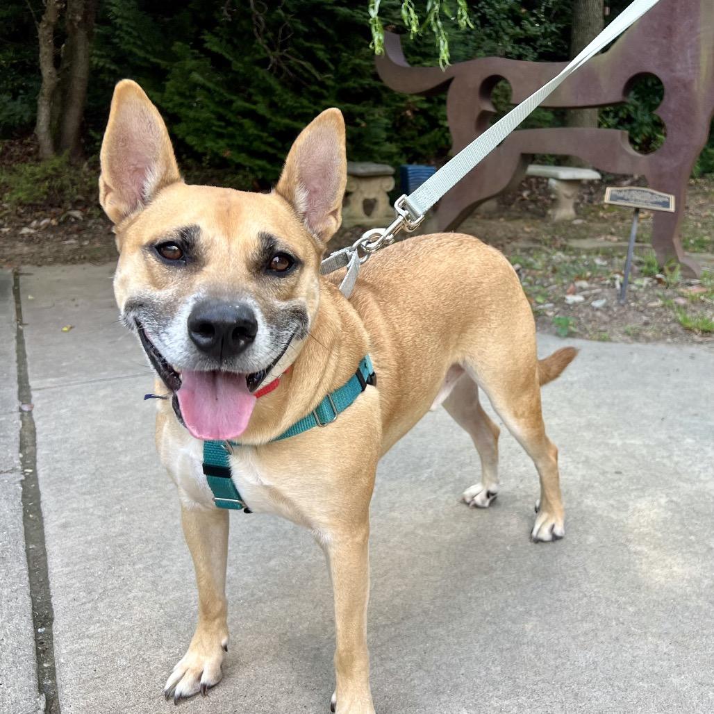 Memphis, Adoptable, Adult Male Mixed Breed.