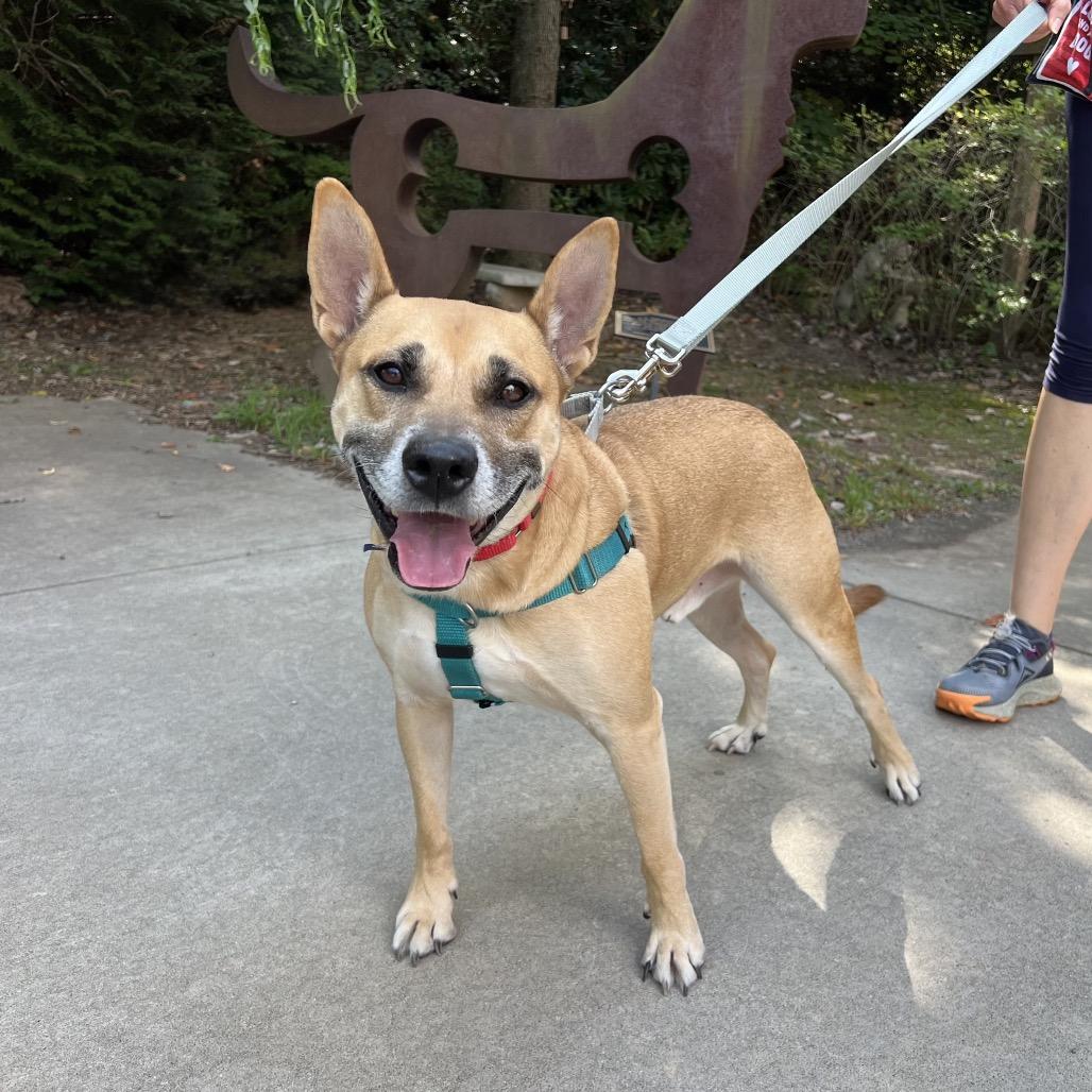 Enlarge Memphis, a Adoptable Mixed Breed in Asheville, NC image 2/6