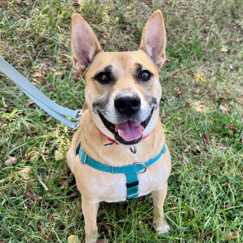 Enlarge Memphis, a Adoptable Mixed Breed in Asheville, NC image 3/6