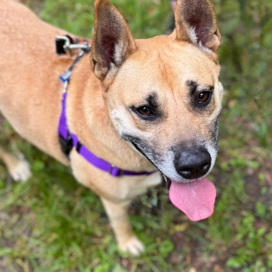 Enlarge Memphis, a Adoptable Mixed Breed in Asheville, NC image 4/6