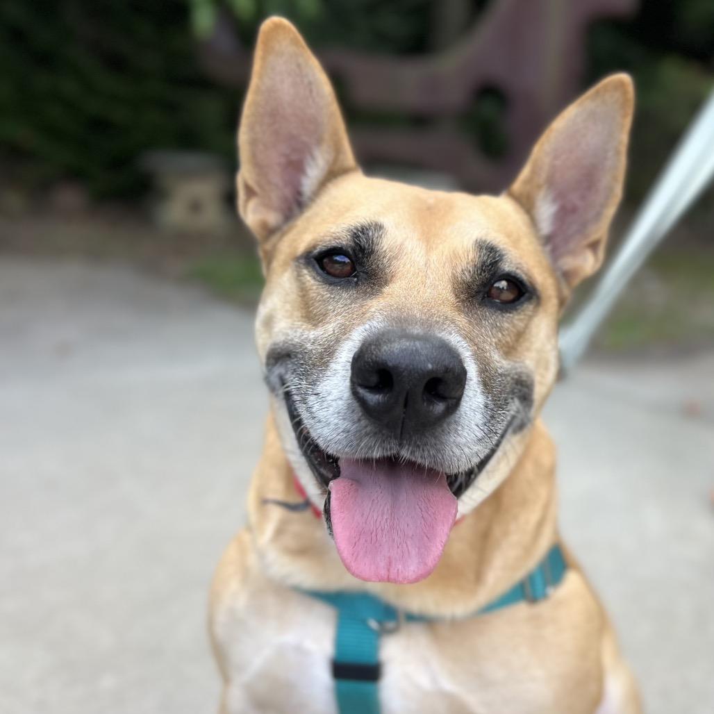 Enlarge Memphis, a Adoptable Mixed Breed in Asheville, NC image 5/6