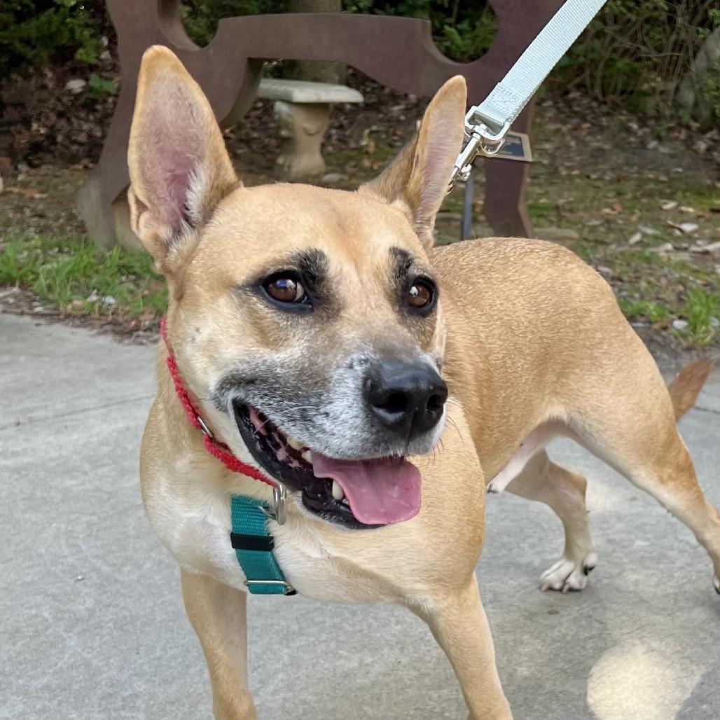 Enlarge Memphis, a Adoptable Mixed Breed in Asheville, NC image 6/6