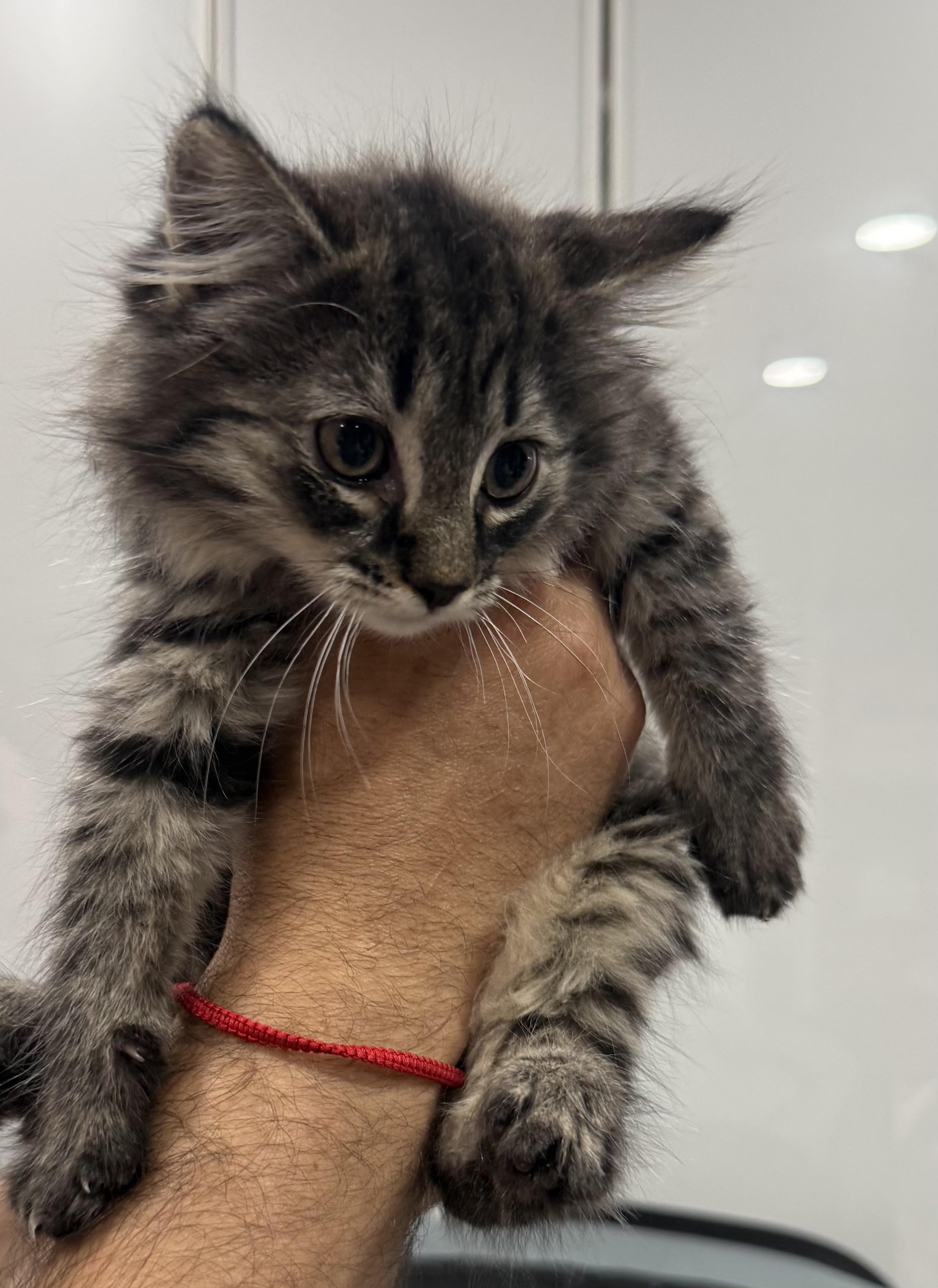 Enlarge Fluffy, a ADOPTABLE Domestic Medium Hair in Ardsley, NY image 2/2