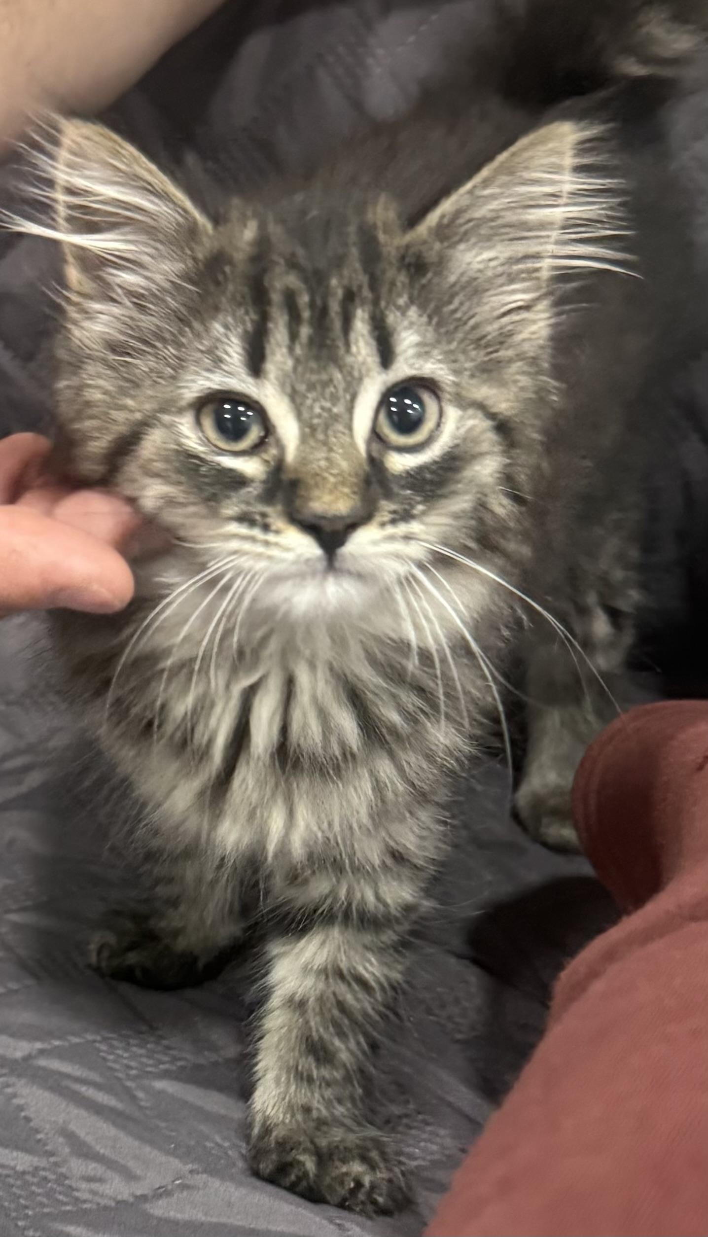 Enlarge Fluffy, a ADOPTABLE Domestic Medium Hair in Ardsley, NY image 1/2