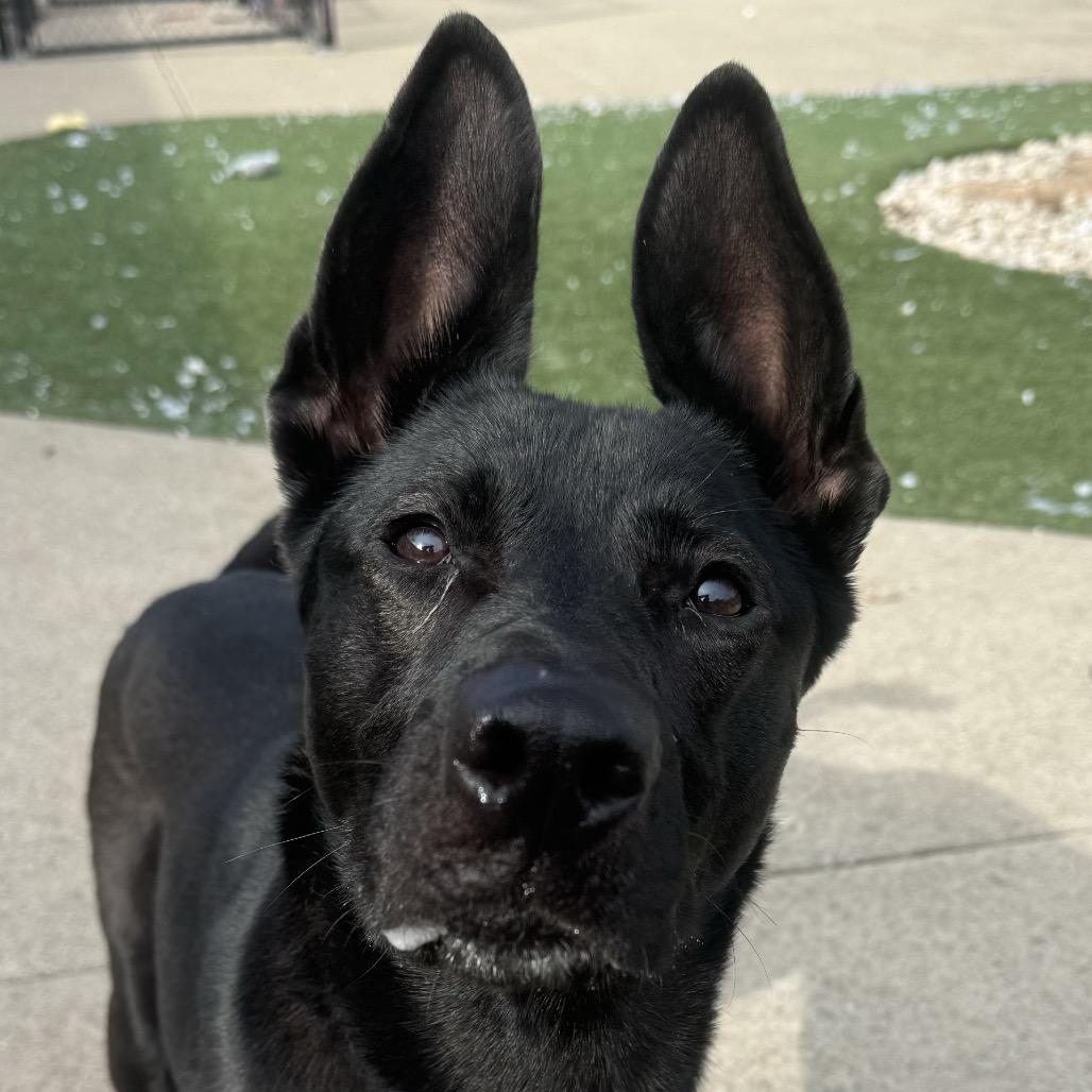 Ibu, Adoptable, Adult Female German Shepherd Dog.