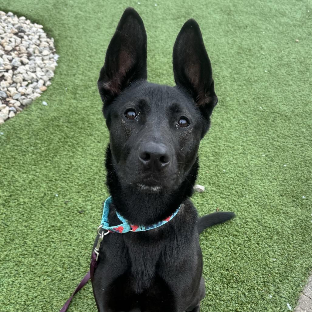 Enlarge Ibu, a Adoptable mixed breed in Indianapolis, IN image 2/5