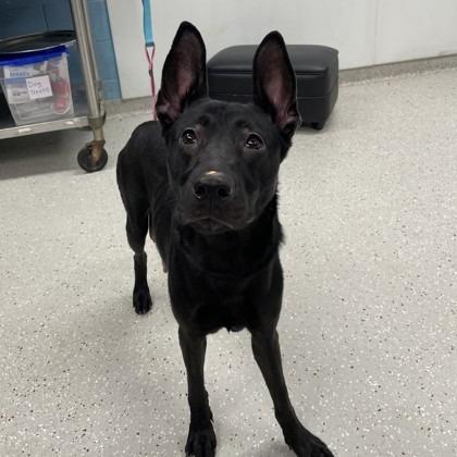 Enlarge Ibu, a Adoptable mixed breed in Indianapolis, IN image 3/5