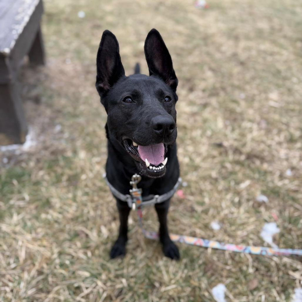 Enlarge Ibu, a Adoptable mixed breed in Indianapolis, IN image 4/5