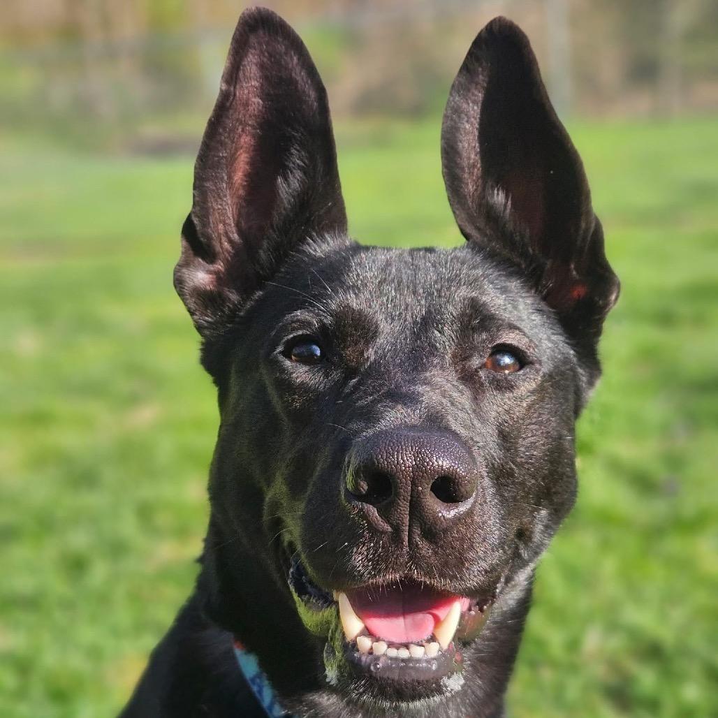 Enlarge Ibu, a Adoptable mixed breed in Indianapolis, IN image 5/6