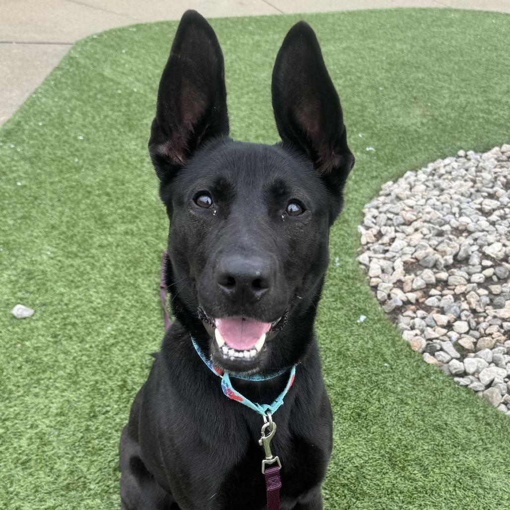 Enlarge Ibu, a Adoptable mixed breed in Indianapolis, IN image 5/5