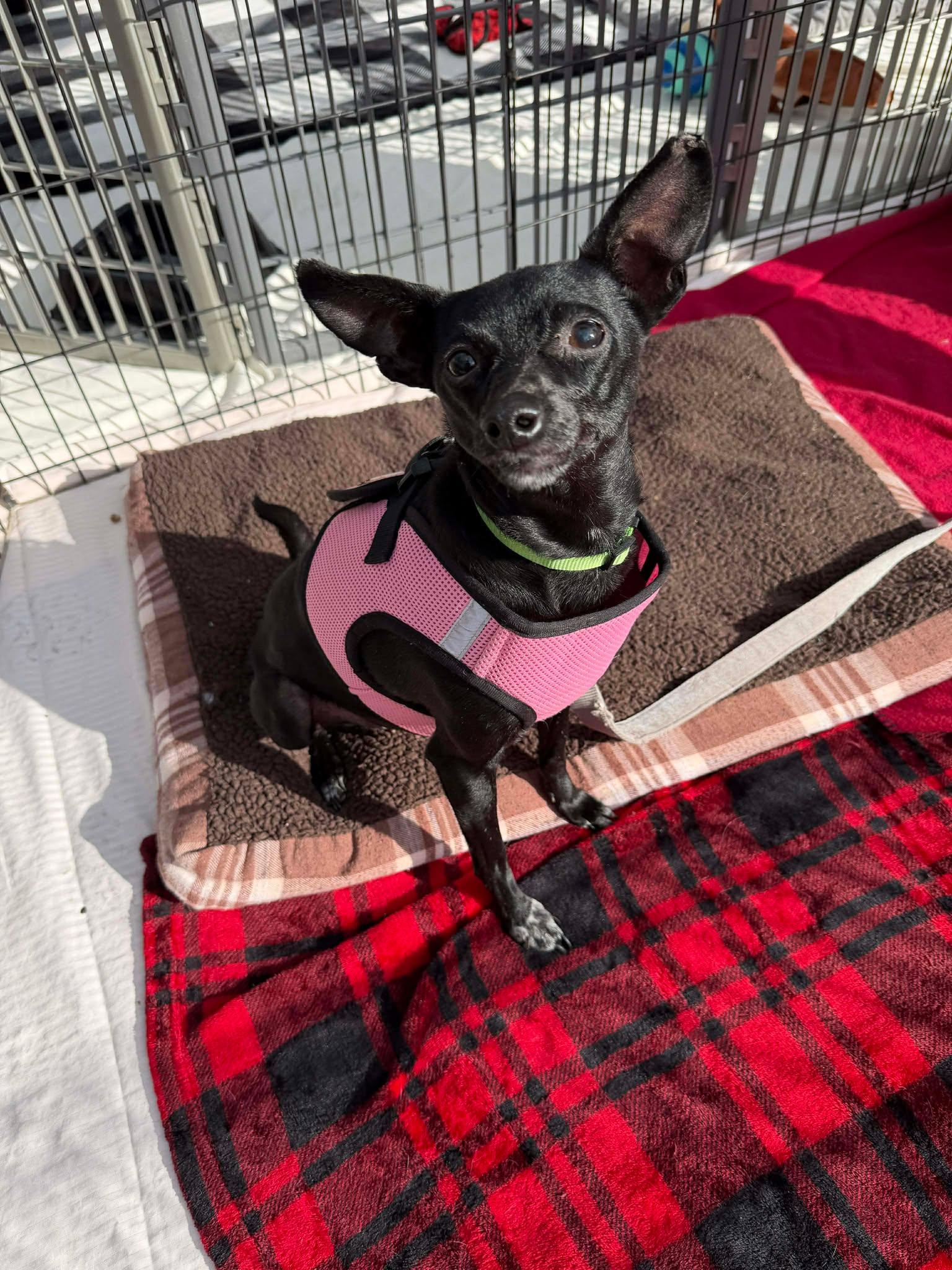Enlarge Collette, a Adoptable Chihuahua in Tempe, AZ image 1/6