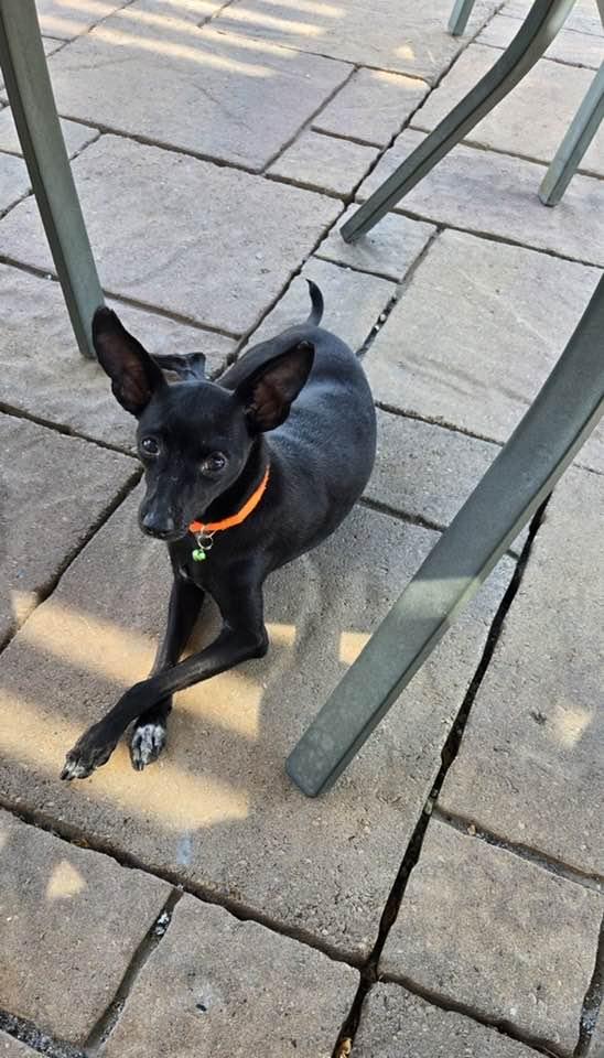 Enlarge Collette, a Adoptable Chihuahua in Tempe, AZ image 2/6