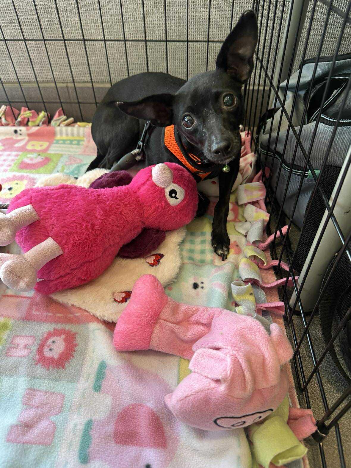 Enlarge Collette, a Adoptable Chihuahua in Tempe, AZ image 3/6