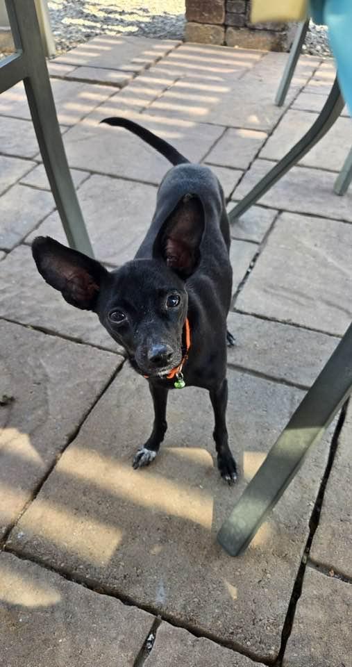 Enlarge Collette, a Adoptable Chihuahua in Tempe, AZ image 4/6