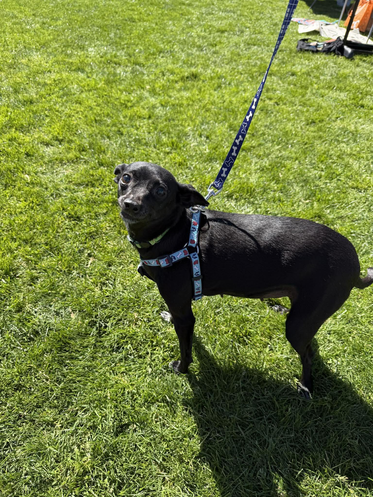 Enlarge Collette, a Adoptable Chihuahua in Tempe, AZ image 5/6
