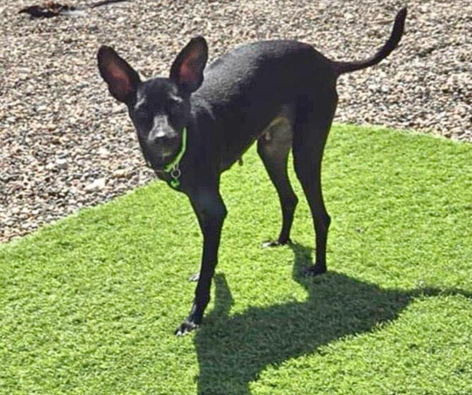 Enlarge Collette, a Adoptable Chihuahua in Tempe, AZ image 6/6