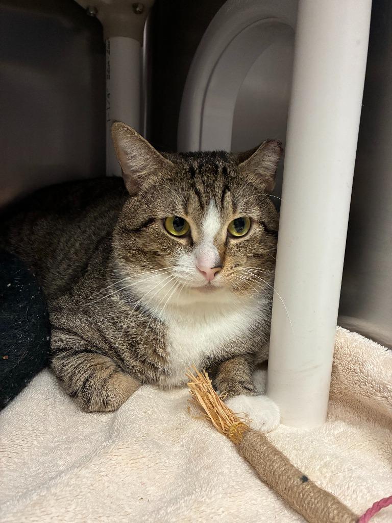 Buzz, Adoptable, Young Male Domestic Short Hair.