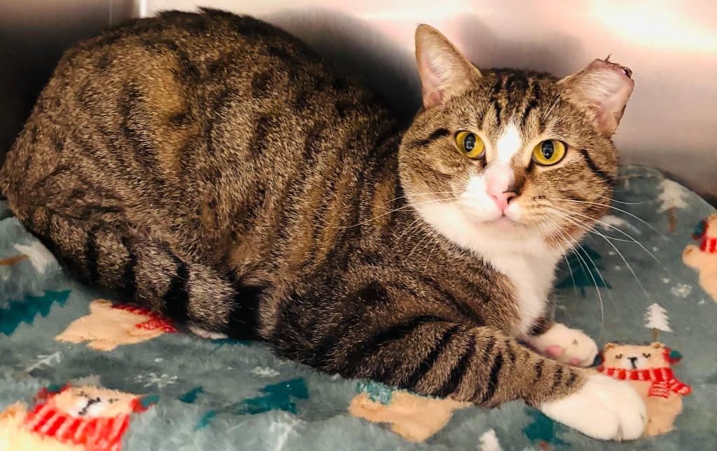 Enlarge Buzz, a Adoptable mixed breed in Madison, GA image 2/2