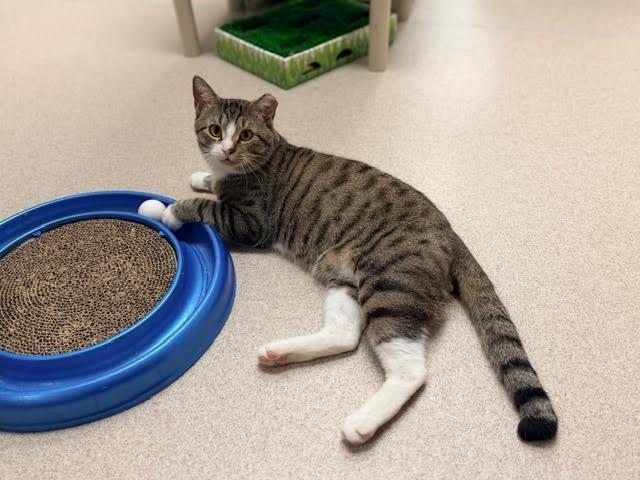 Enlarge Buzz, a Adoptable mixed breed in Madison, GA image 3/4