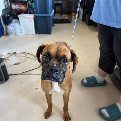 Enlarge Betty, a Adopted Boxer in Jacksonville, AL image 6/6