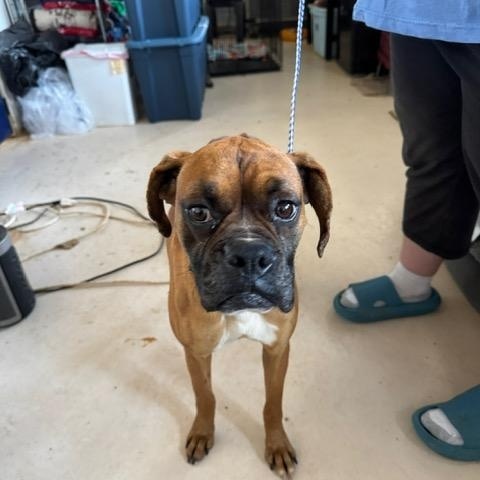 Enlarge Betty, a Adopted Boxer in Jacksonville, AL image 2/6