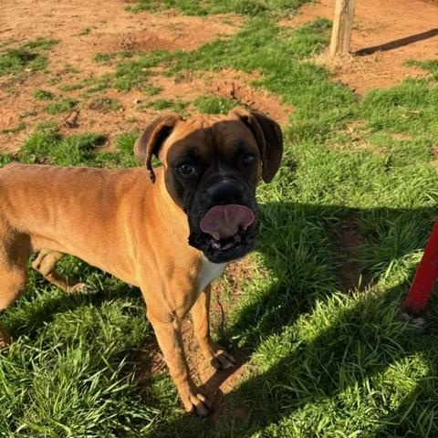 Enlarge Betty, a Adopted Boxer in Jacksonville, AL image 4/6