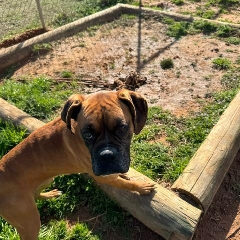 Enlarge Betty, a Adopted Boxer in Jacksonville, AL image 5/6