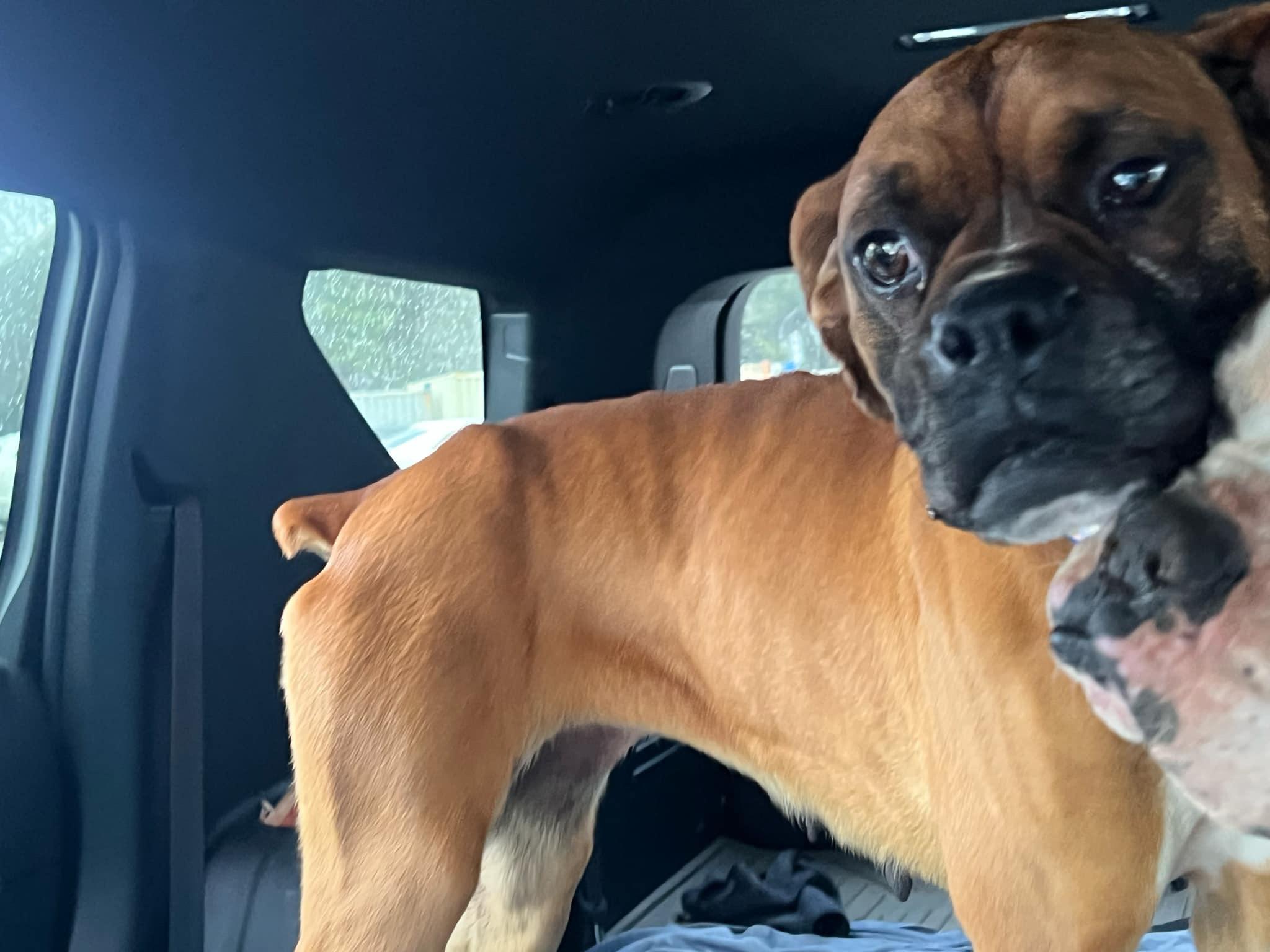 Enlarge Betty, a Adopted Boxer in Jacksonville, AL image 3/6