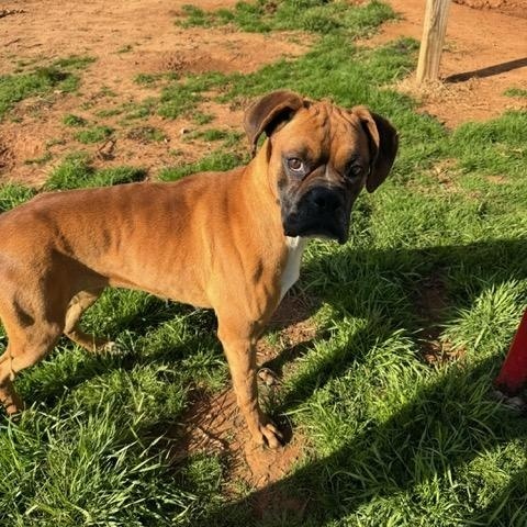 Betty, Adopted, Adult Female Boxer.