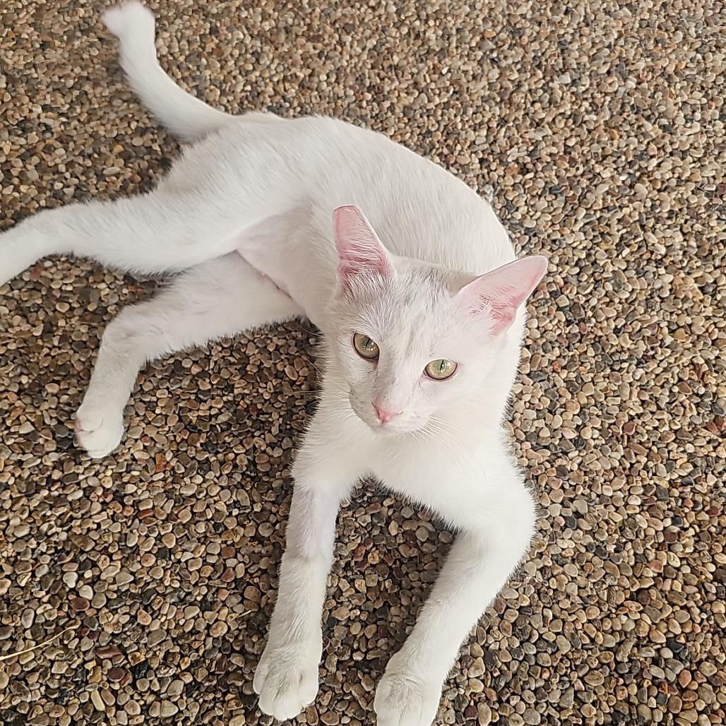 Pearl, Adoptable, Young Female American Shorthair.